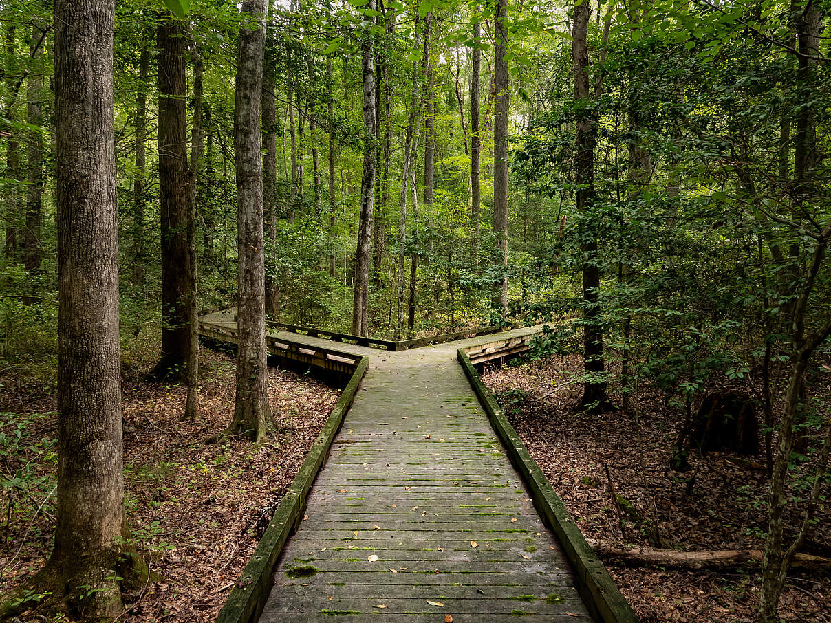 Weggabelung im Wald © backyardproduction / iStock / Getty Images