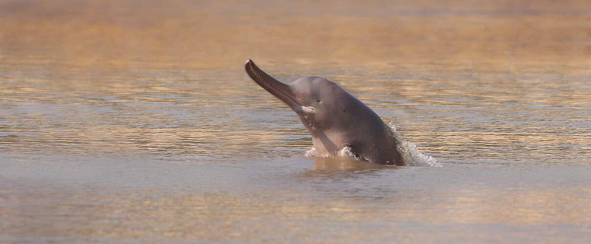 Der Indus-Delphin ist das seltenste Tier der Welt und eine vom Aussterben bedrohte Delphinart, die in einem kleinen Gebiet des Indus-Flusses in der Nähe der Stadt Sukkur in der zentralen Provinz Sindh in Pakistan lebt © WWF Pakistan