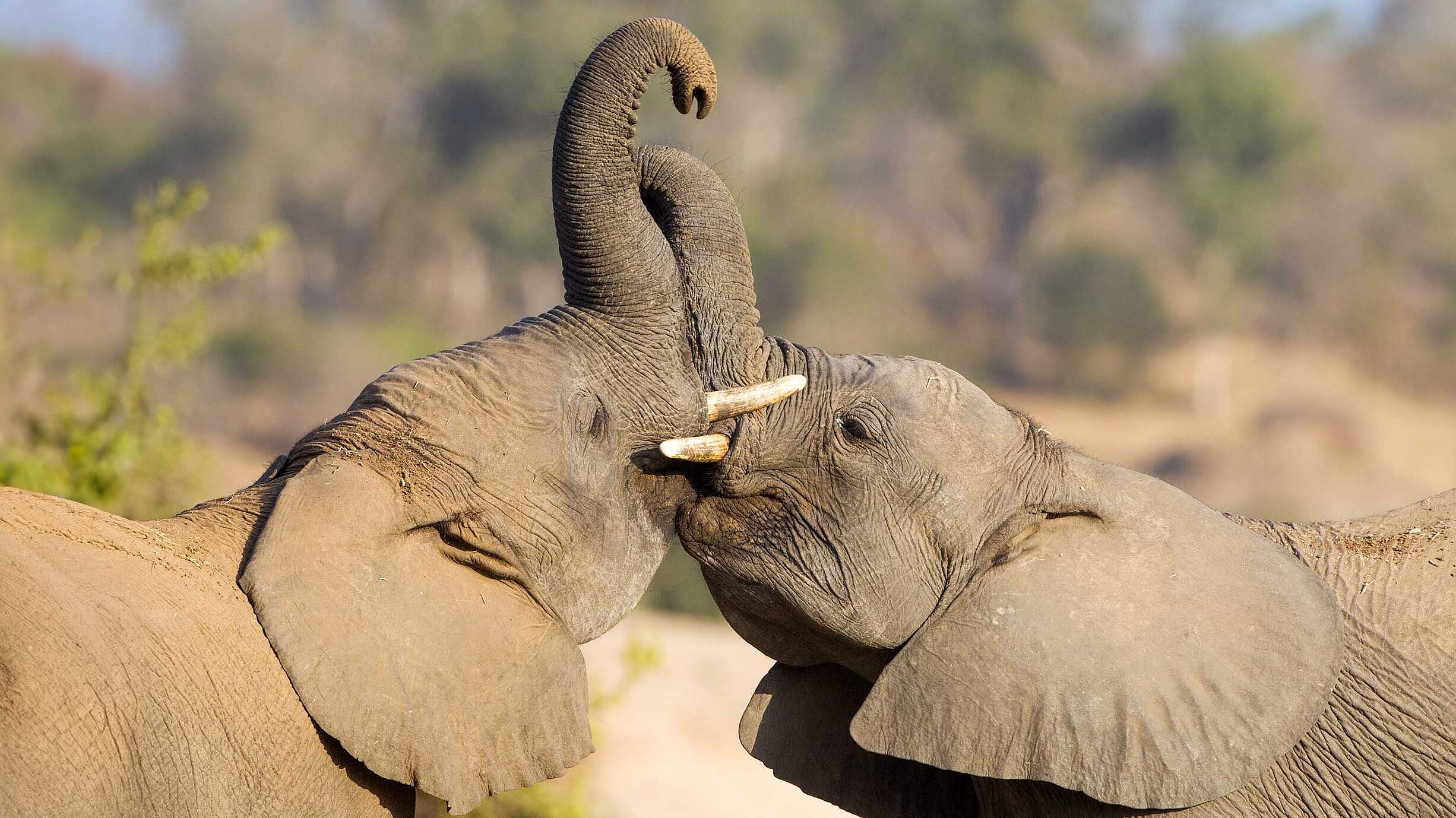 Paten Header Elefant © WWF Paten Header Elefant © WWF