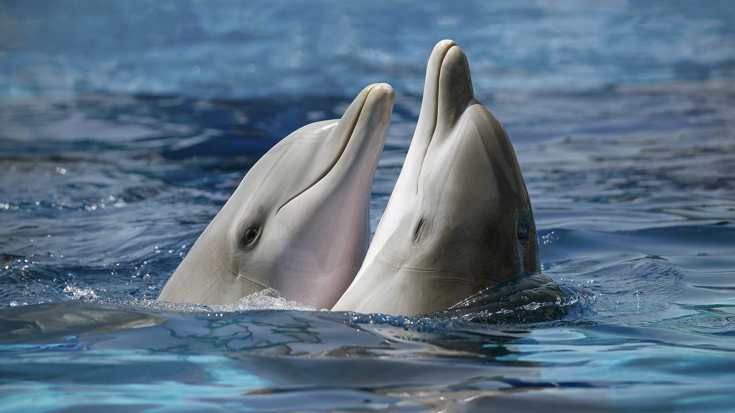 Paten Header Delfin © WWF Paten Header Delfin © WWF