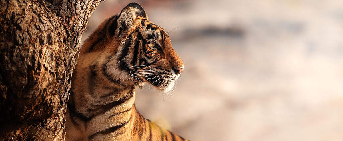 Bengal-Tiger in Indien © PhotocechCZ / Shutterstock / WWF