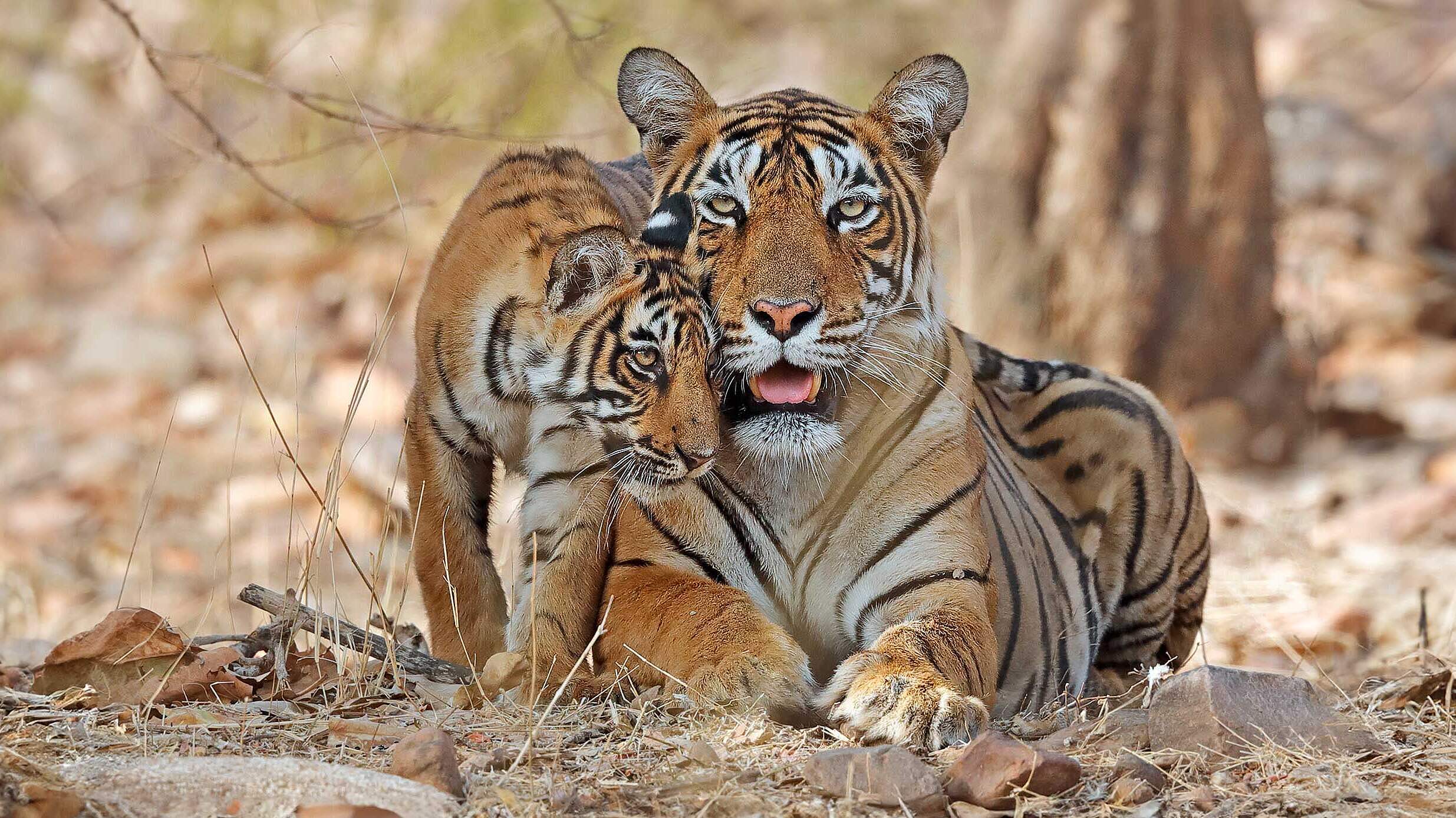 Paten Header Tiger © WWF Paten Header Tiger © WWF