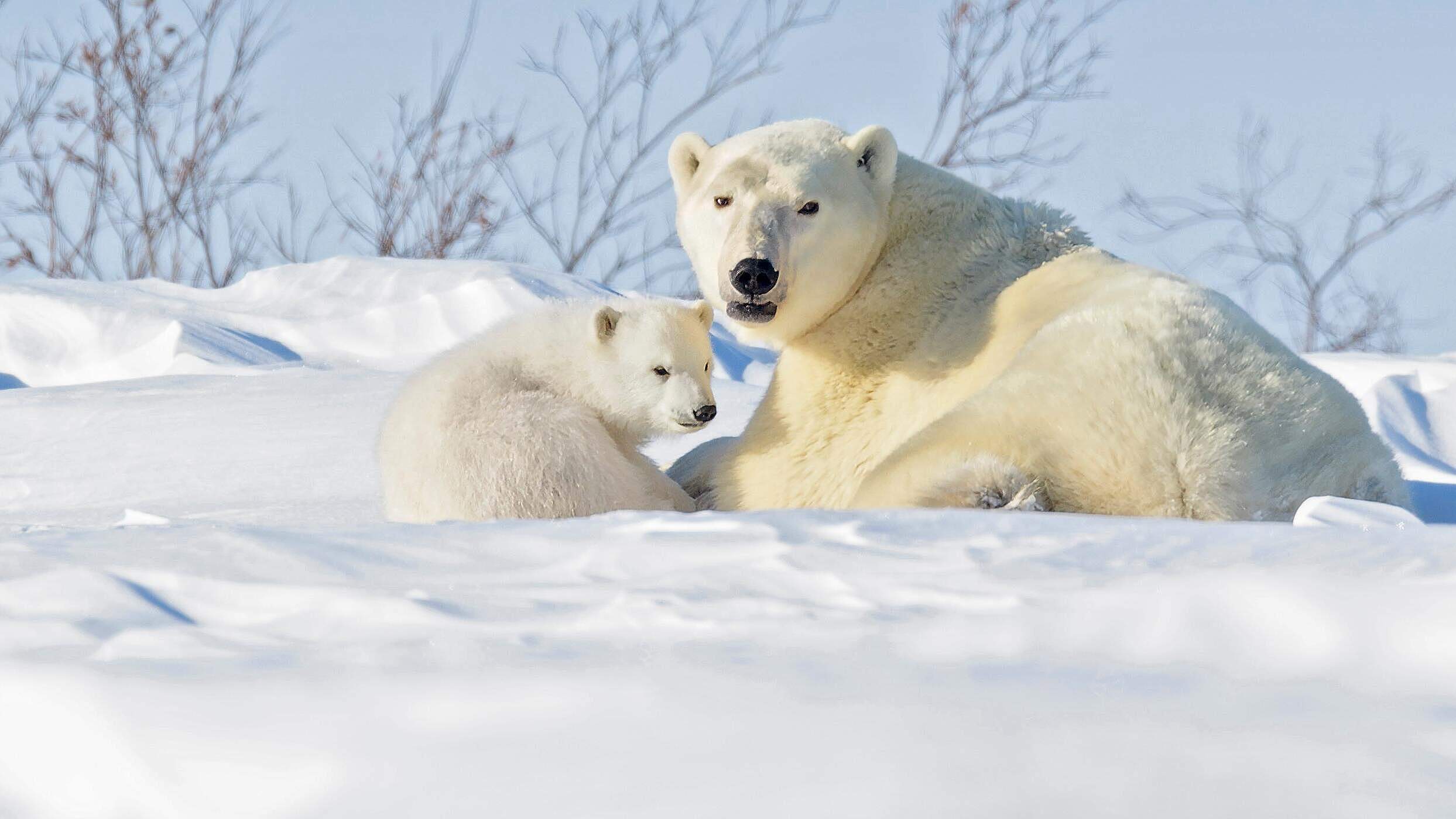 Paten Header Eisbaer © WWF Paten Header Eisbaer © WWF