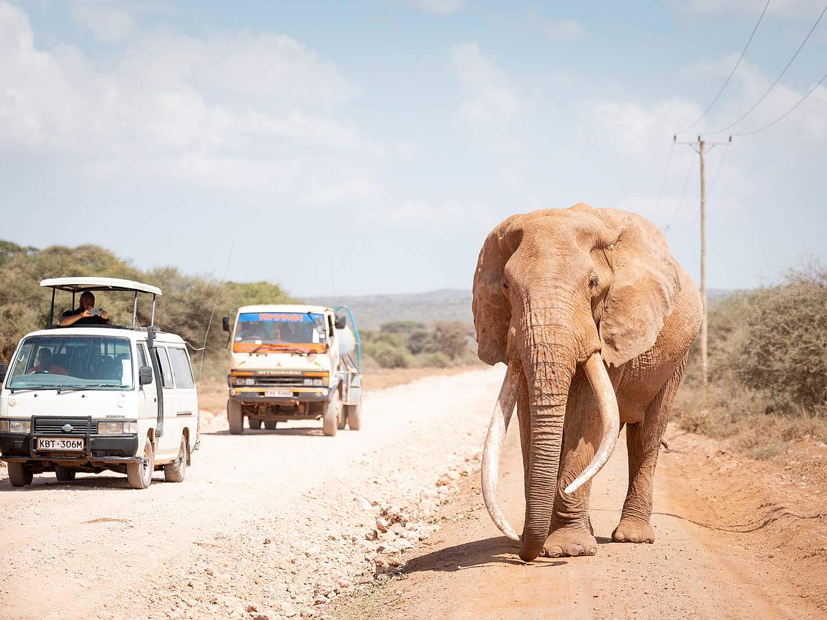 Manchmal zu nah beieinander: Elefant und Mensch © Daniel Crous / WWF