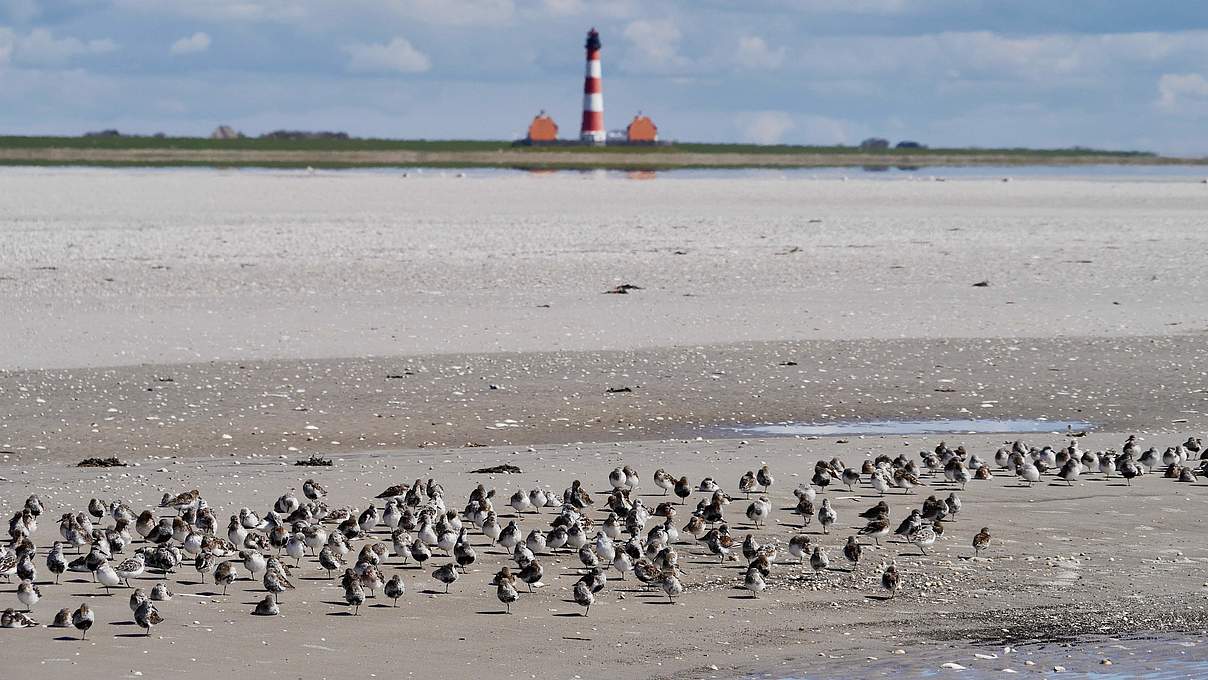 Naturschutz Wattenmeer Nordseeküste