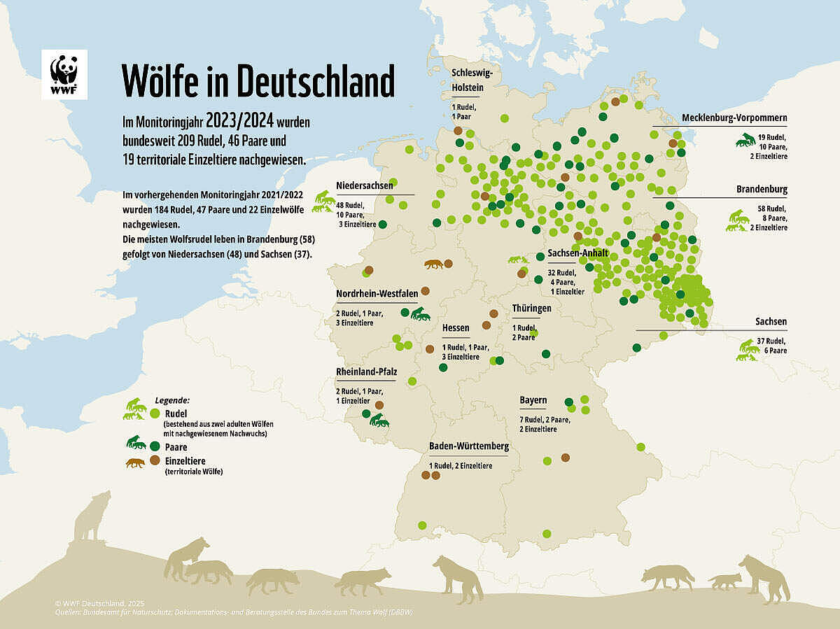 Wölfe in Deutschland © WWF Wölfe in Deutschland © WWF