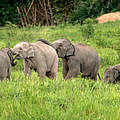 Elefanten im Kui Buri-Nationalpark © Wayuphong Jitvijak / WWF Thailand