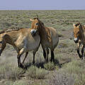 Przewalski-Pferde © Hartmut Jungius / WWF-Canon