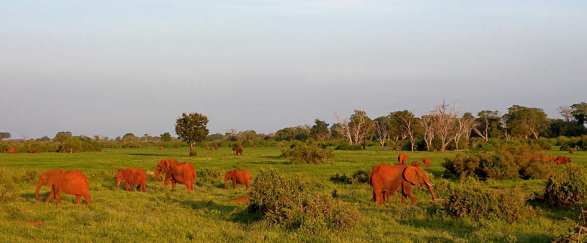 Elefanten in der Savanne, hier auch "Rote Erde" genannt © Neil Bowman / iStock / Getty Images