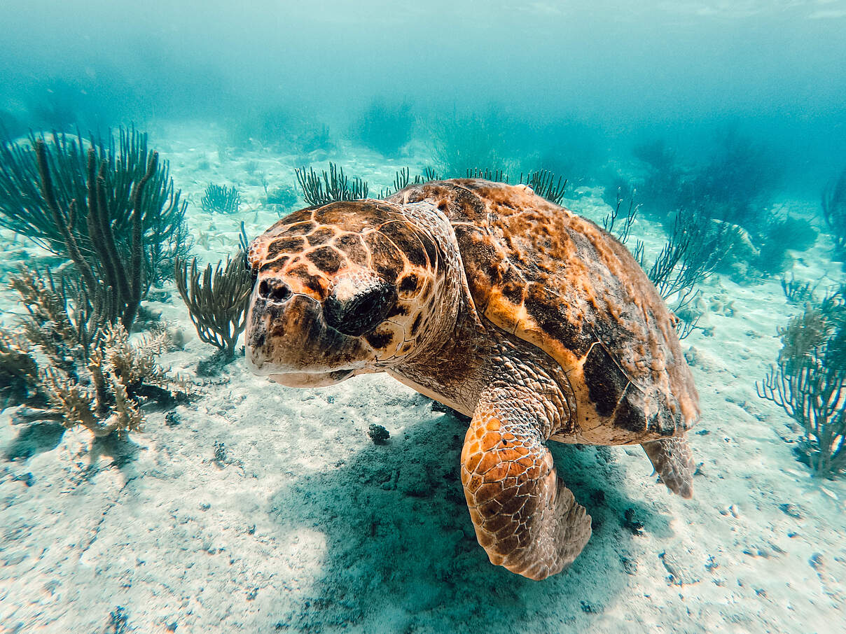 Meeresschildkröte vor Belize © Julian Hahne / WWF Mesoamerika Meeresschildkröte vor Belize