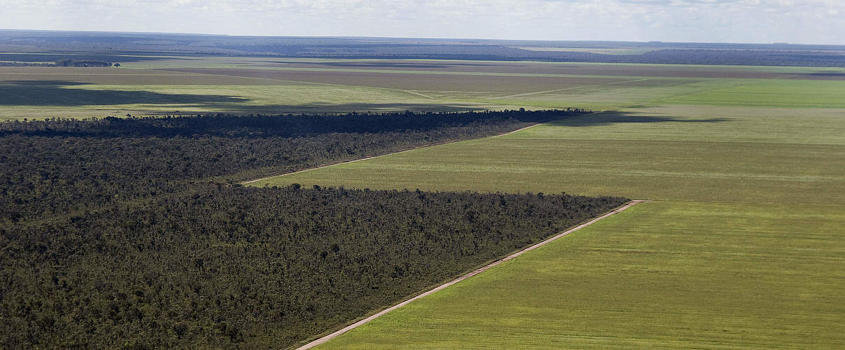 Luftbild auf ein direkt an natürliche Landschaft grenzendes Sojafeld © Adriano Gambarini / WWF-Brazil
