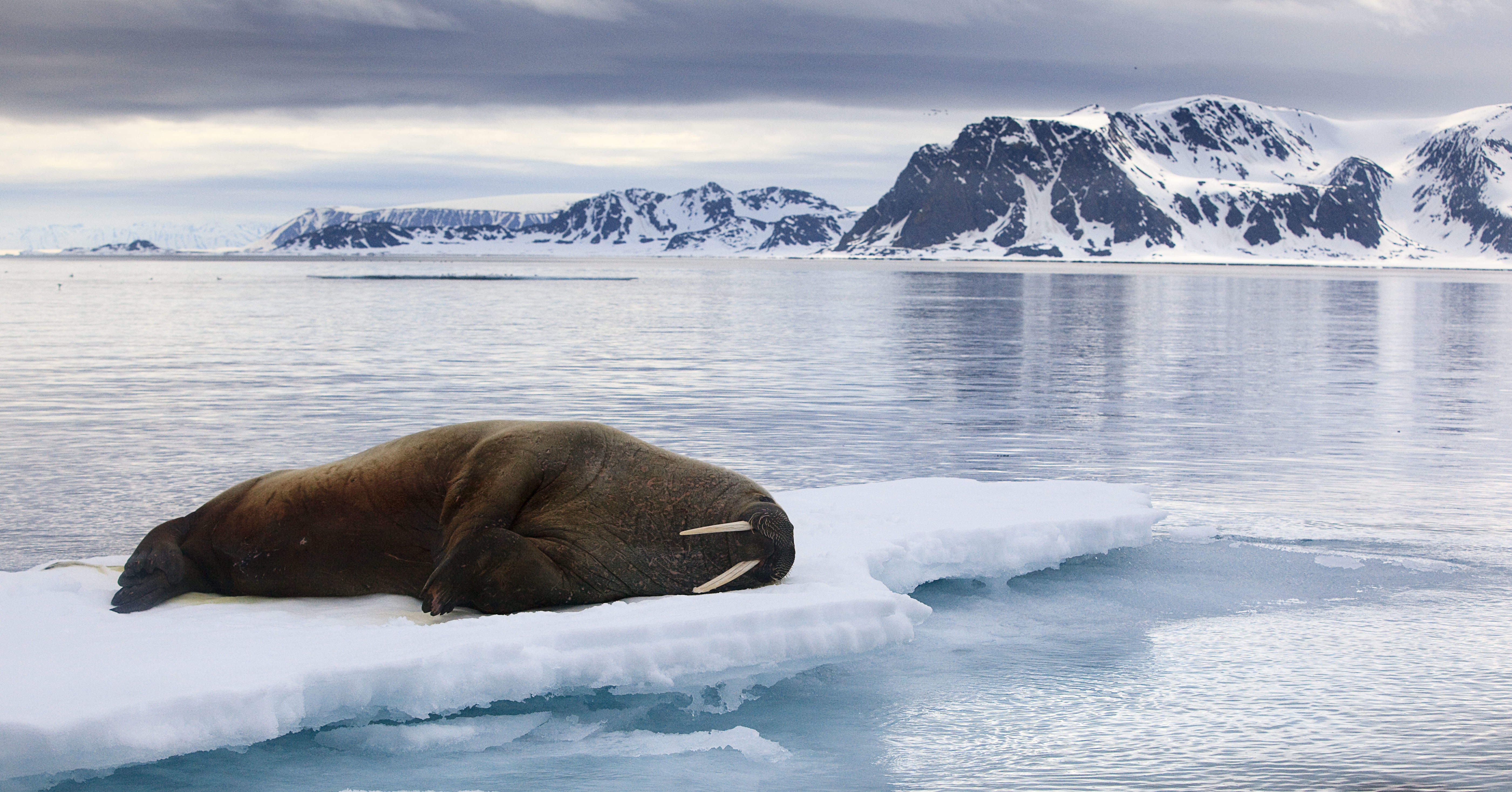 Walross Rentier und Eisbär unter dem Einfluss des Klimawandels