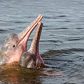 Flussdelfine gehören zu den eher unbekannten, aber stark bedrohten Arten © Shutterstock / COULANGES / WWF-Sweden