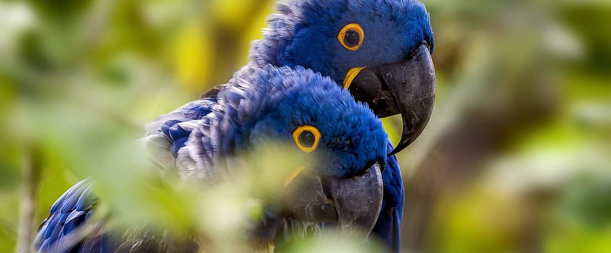Auch die prächtigen Papageien im Cerrado sind durch die Abholzung bedroht © imago images / Leonardo Merçon/ VWPics