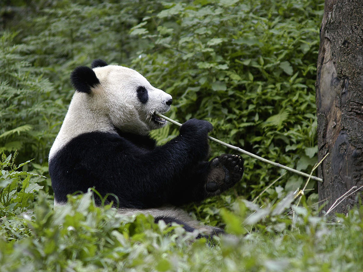 Gro Er Panda Das Wwf Wappentier In Gefahr