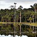 Feuchtbiotop Bolivien © Adriano Gambarini / WWF Living Amazon Initiative