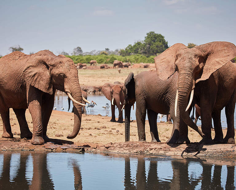 Elefanten am Wasserloch im Tsavo East-Nationalpark in Kenia © Juozas Cernius / WWF-UK 