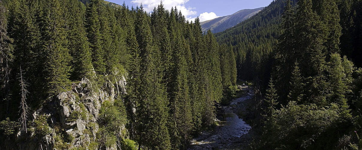 Europa größte noch verbliebene Urwälder befinden sich in den Karpaten © Michel Gunther / WWF