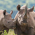 Spitzmaulnashörner in Kenia: Mutter und Kalb © naturepl.com / Tui De Roy / WWF / WW1274950