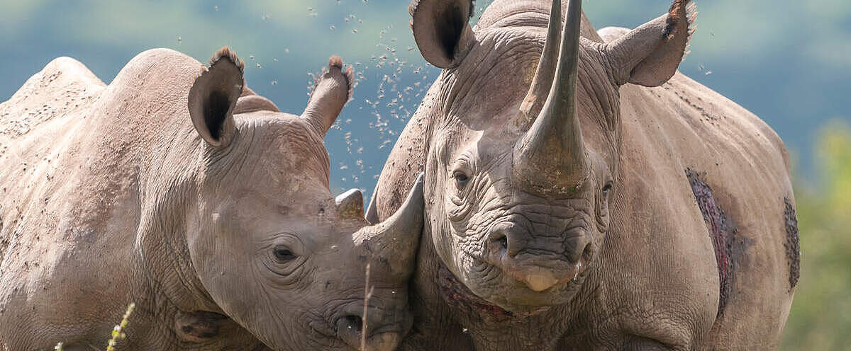 Spitzmaulnashörner in Kenia: Mutter und Kalb © naturepl.com / Tui De Roy / WWF / WW1274950