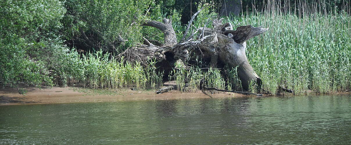 Auwald an der Tideelbe © Claudia Stocksieker / WWF