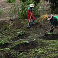 In unseren Modell-Regionen in Nordthailand wird Kürbis nachhaltig angebaut © WWF Thailand
