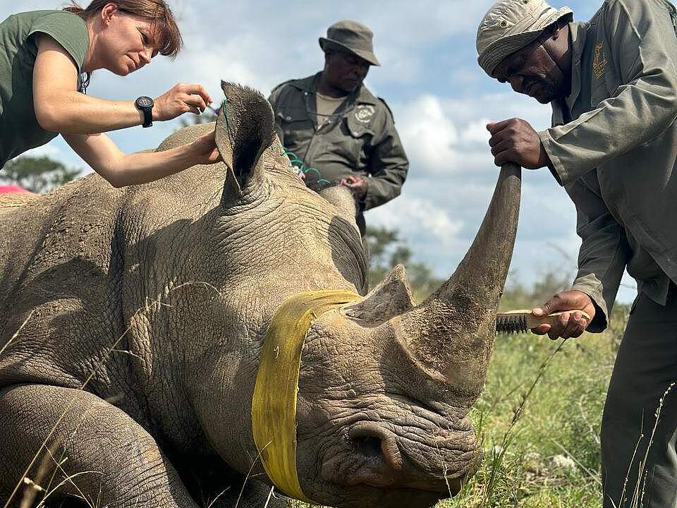 Das Nashorn wird auf die Enthornung vorbereitet © WWF