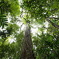 Blätterdach im Regenwald, Brasilien © Jody MacDonald / WWF-US