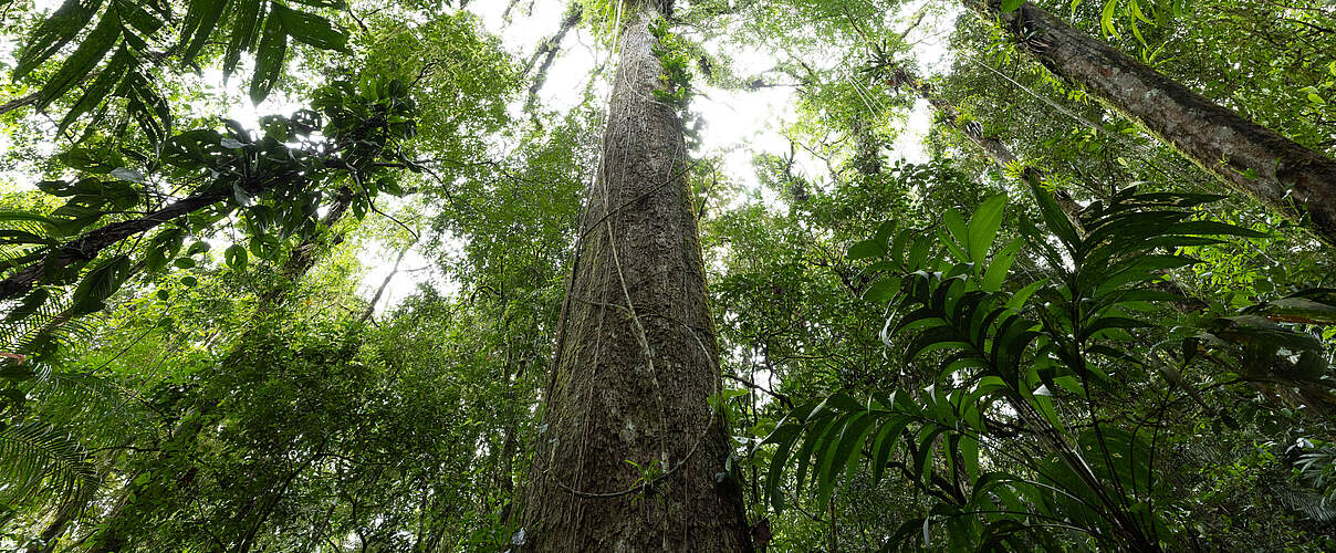 Blätterdach im Regenwald, Brasilien © Jody MacDonald / WWF-US