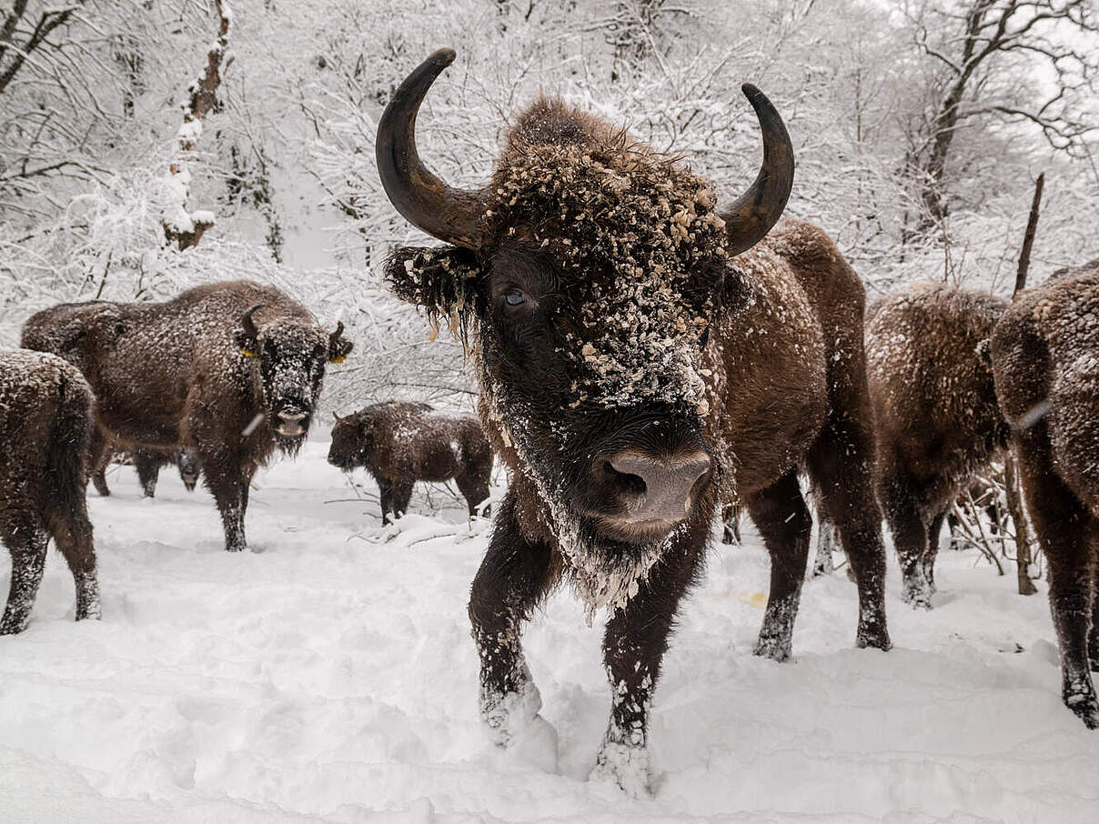  Wisent-Herde im Shahdag-Nationalpark © E. Khadirov / WWF