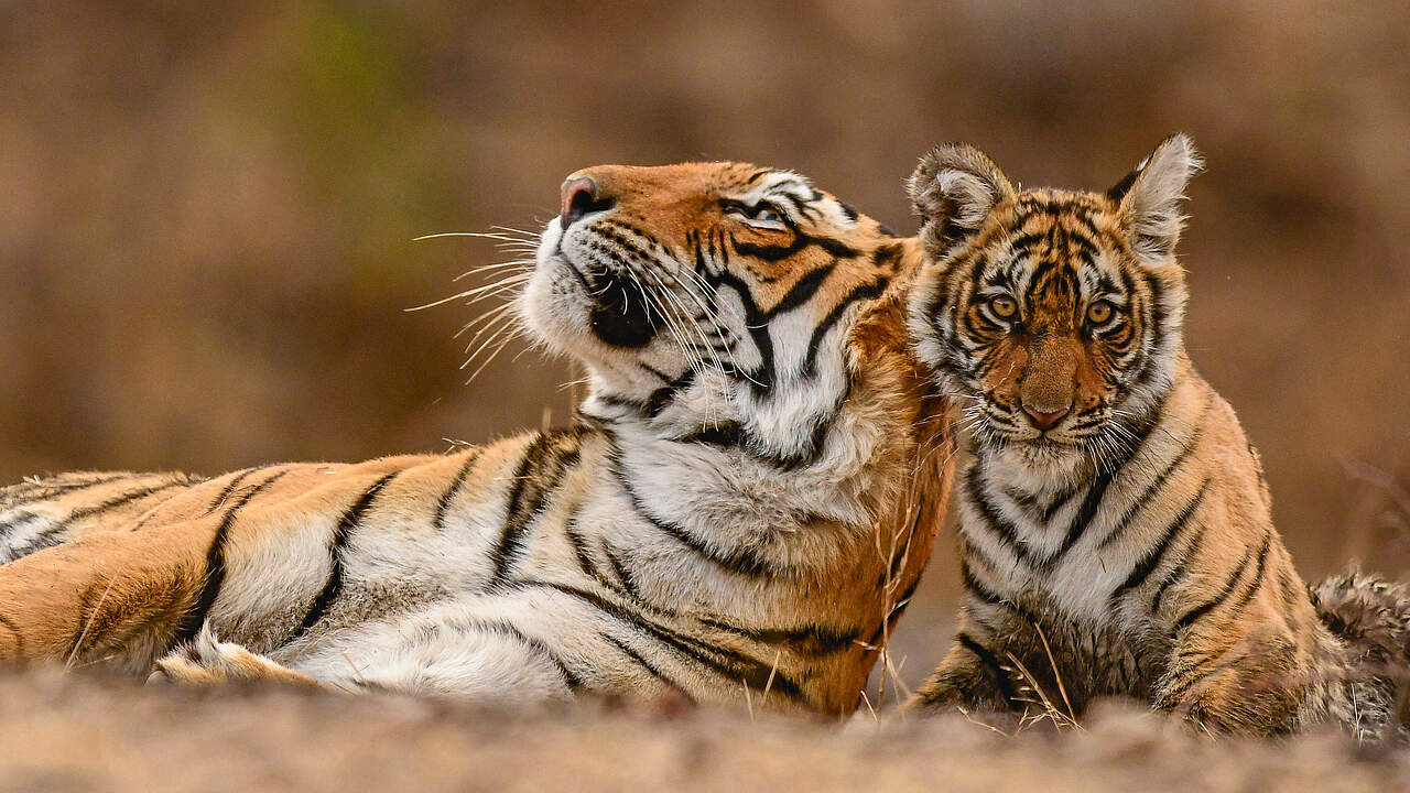 Bengaltiger (Mutter mit Jungem) © Shutterstock / Bhasmang Mehta / WWF International