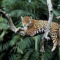 Jaguar auf einem Baum © Y.-J. Rey-Millet / WWF