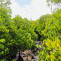 Mangrovenwald © Curtis Obimbo / WWF Kenia