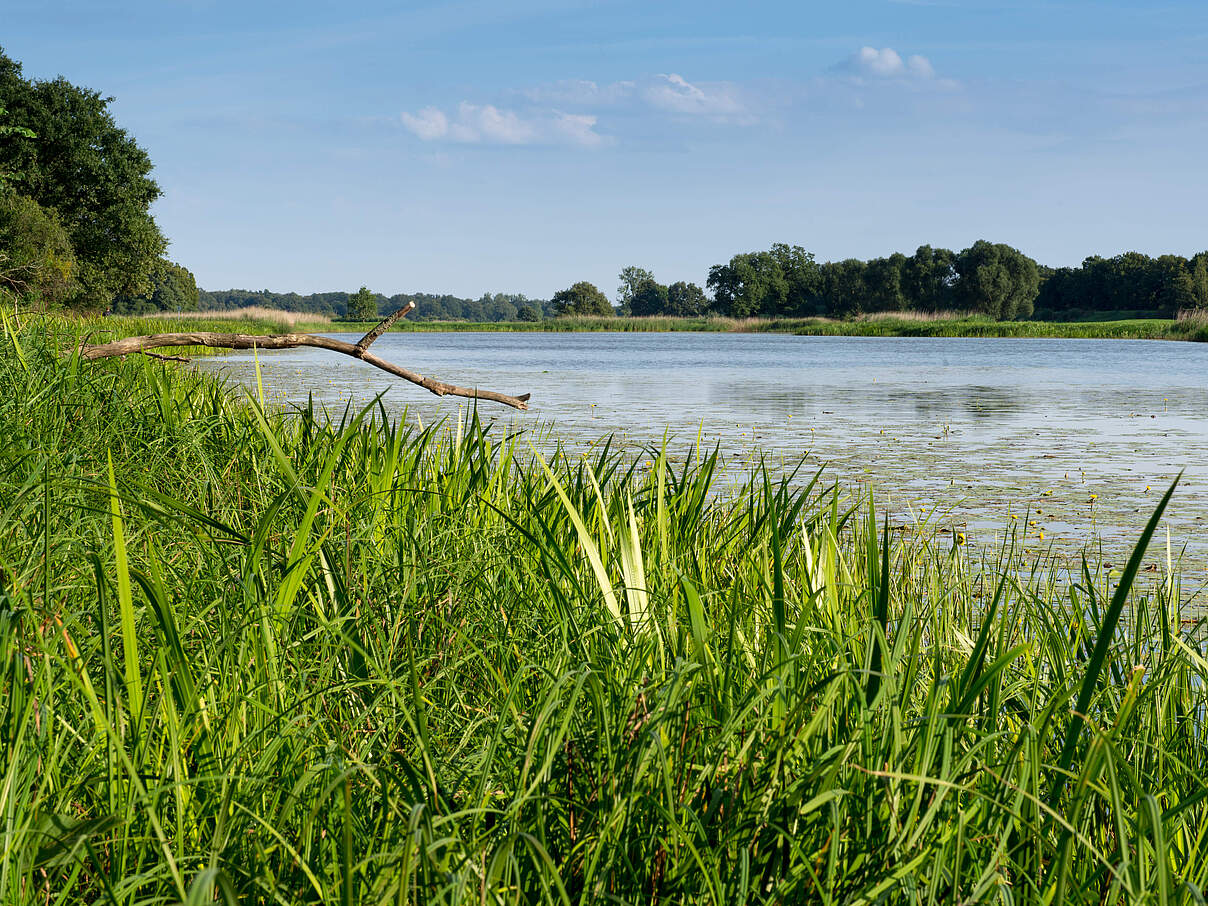 Mittlere Elbe © Ralph Frank / WWF