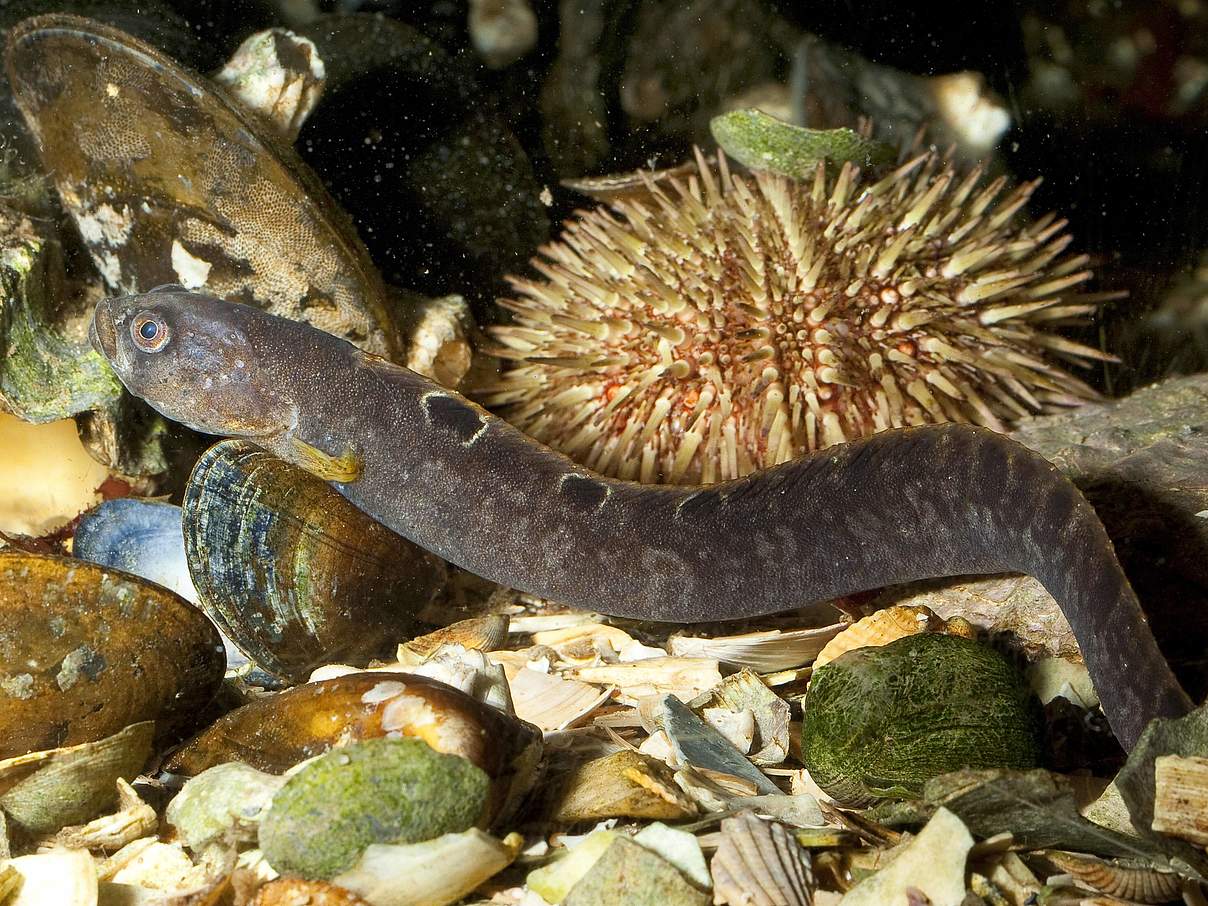 Butterfische halten sich gern an Muschelbänken auf © IMAGO / blickwinkel