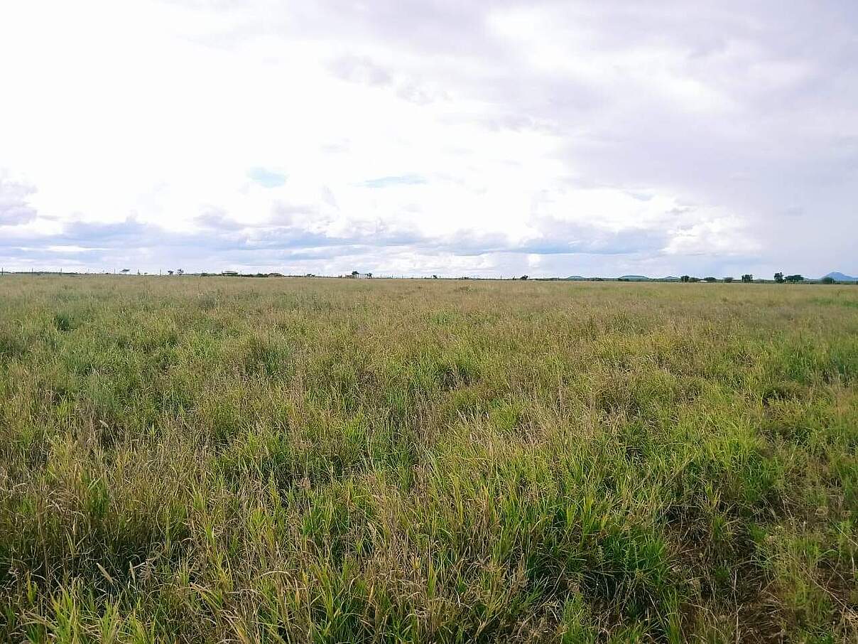 Begrünte Landschaft in Kenia dank den Grassamen © WWF Kenia