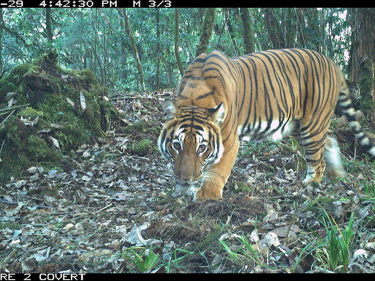 Tiger in Bhutan in der Kamerafalle © Global Tigers AODocs