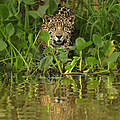 Jaguar © naturepl.com / Andy Rouse / WWF