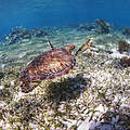 Seegras und Meeresschildkröte © Antonio Busiello