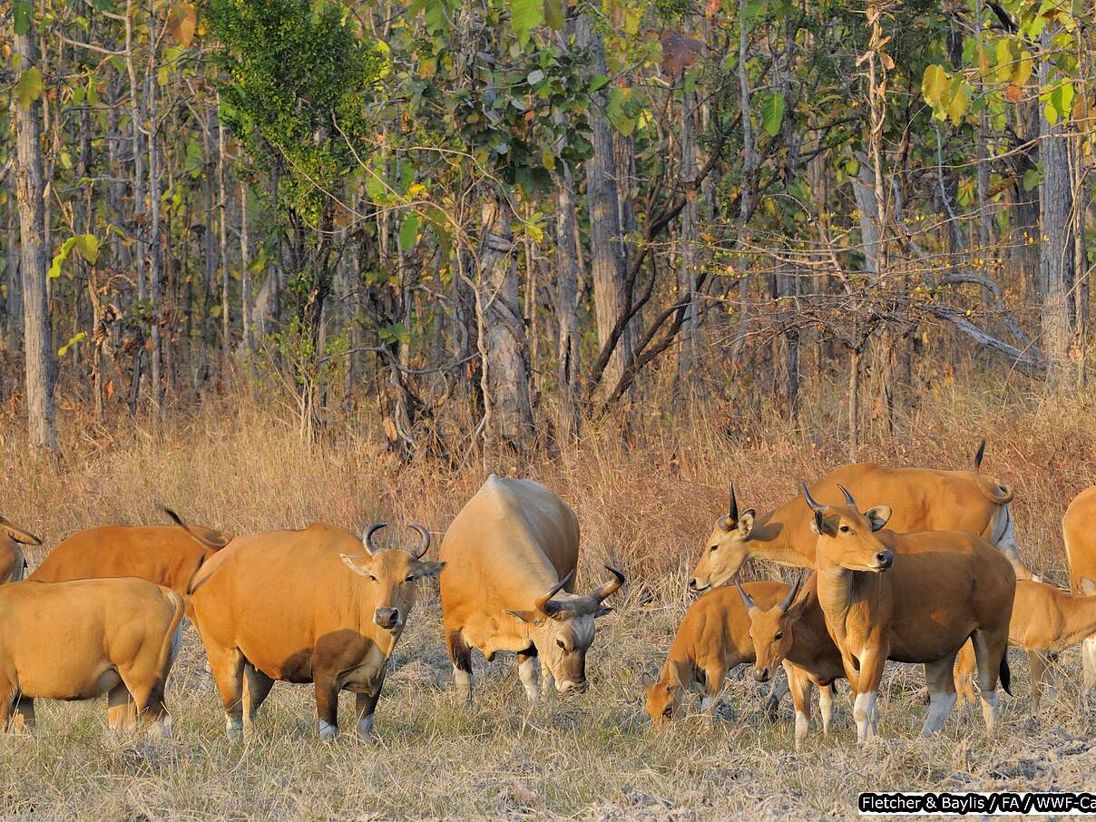 Bantengs im Wald © Fletcher and Baylis / WWF Kambodscha