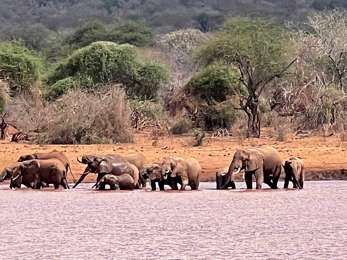 Elefanten ziehen meist in Gruppen umher, auf der Suche nach Wasserstellen für die Herde © WWF Tansania