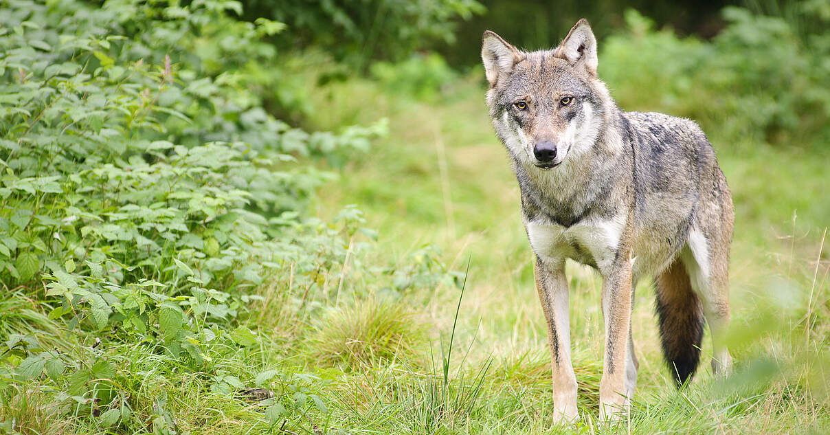 Strafen und Konsequenzen für das Töten eines Wolfs in Deutschland