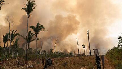 Feuerrodung im Amazonas © WWF-Brazil