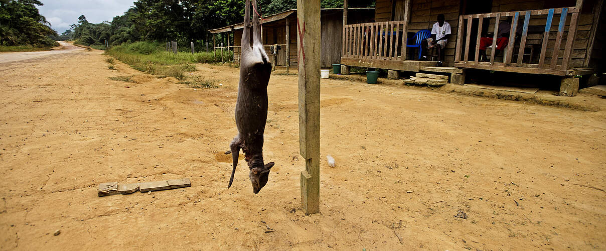 Verkauf von Buschfleisch am Straßenrand an der Straße von Libreville nach Makoko, Gabun © WWF / James Morgan