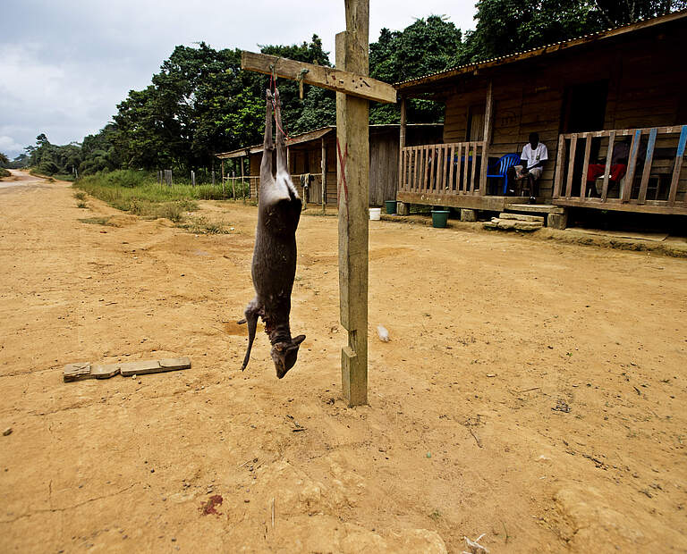 Verkauf von Buschfleisch am Straßenrand an der Straße von Libreville nach Makoko, Gabun © WWF / James Morgan