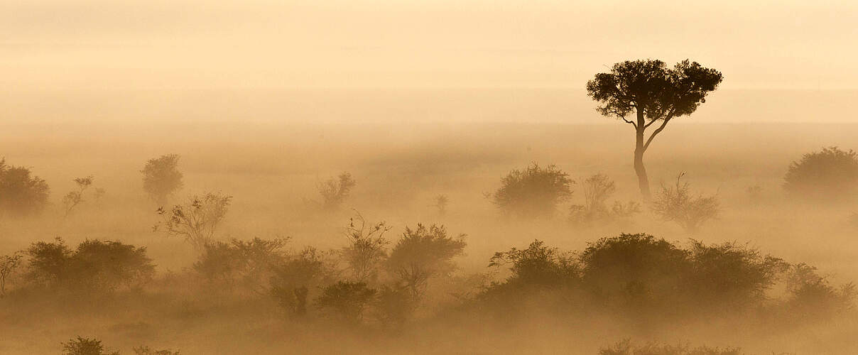 Bodennebel bei Sonnenaufgang in der Masai Mara in Kenia © IMAGO / blickwinkel