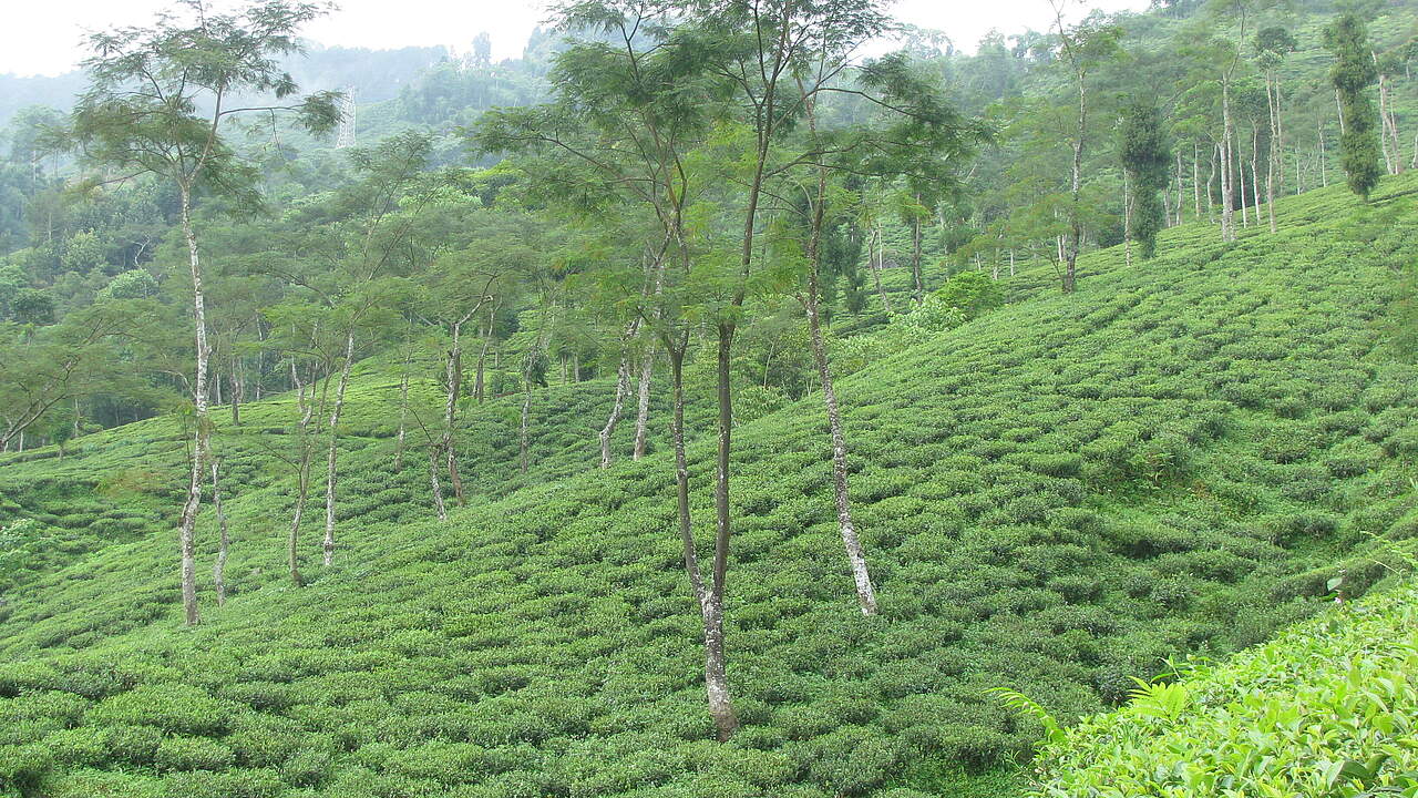 Tee und Aufforstung im Teekampagne-Anbaugebiet Darjeeling © Rikchen Zimba