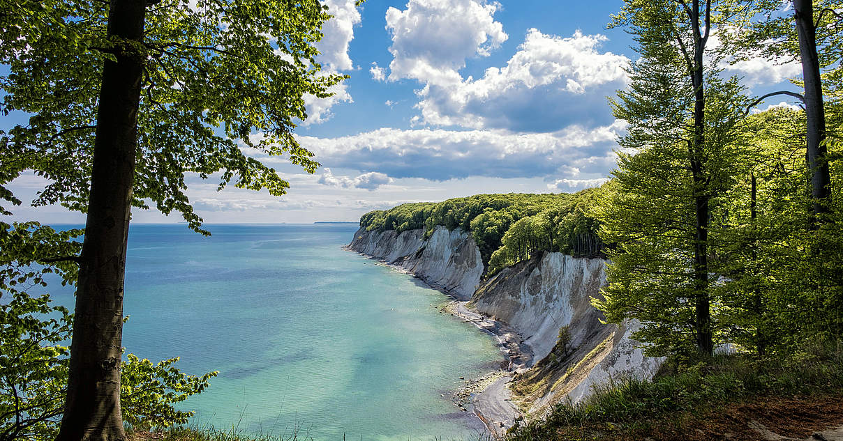 Der Nationalpark Jasmund: Weltnaturerbe an der Ostsee  WWF