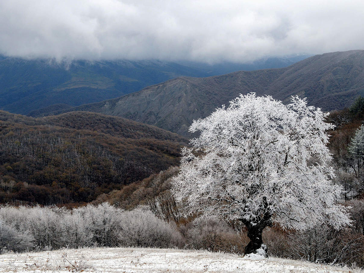 Wildkorridor in Georgien © Aurel Heidelberg / WWF Deutschland