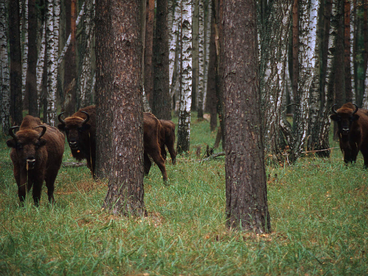 Herde Wisente © Hartmut Jungius / WWF